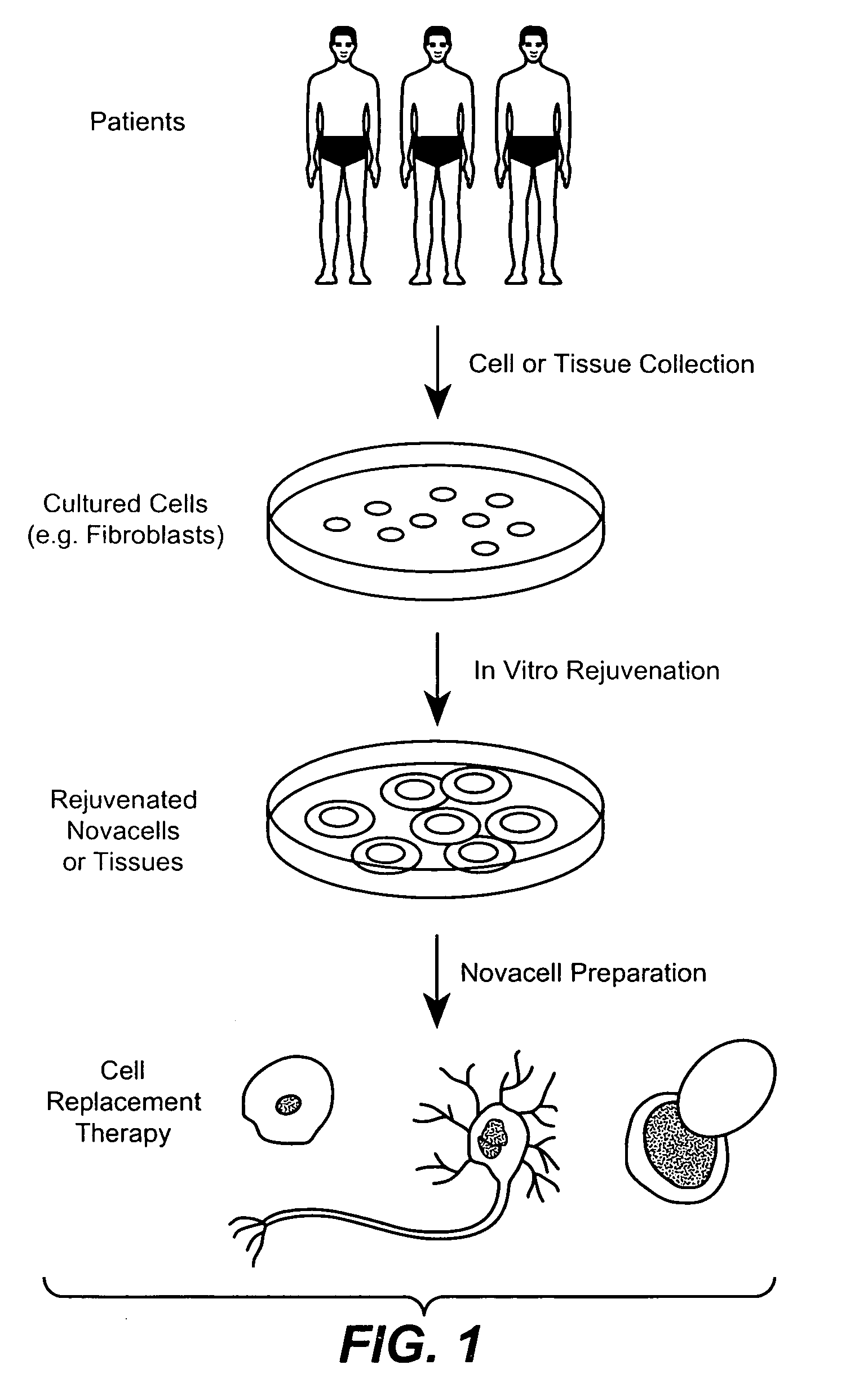 Methods for rejuvenating cells in vitro and in vivo