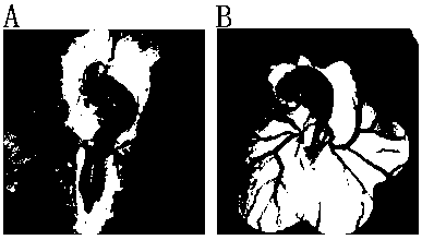 A kind of Nile red staining method of poultry primordial germ cells