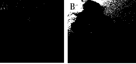 A kind of Nile red staining method of poultry primordial germ cells