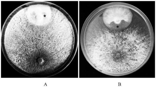 Trichoderma virens for preventing and controlling phytophthora capsici and application thereof, and capsicum frutescens l. cultivation method