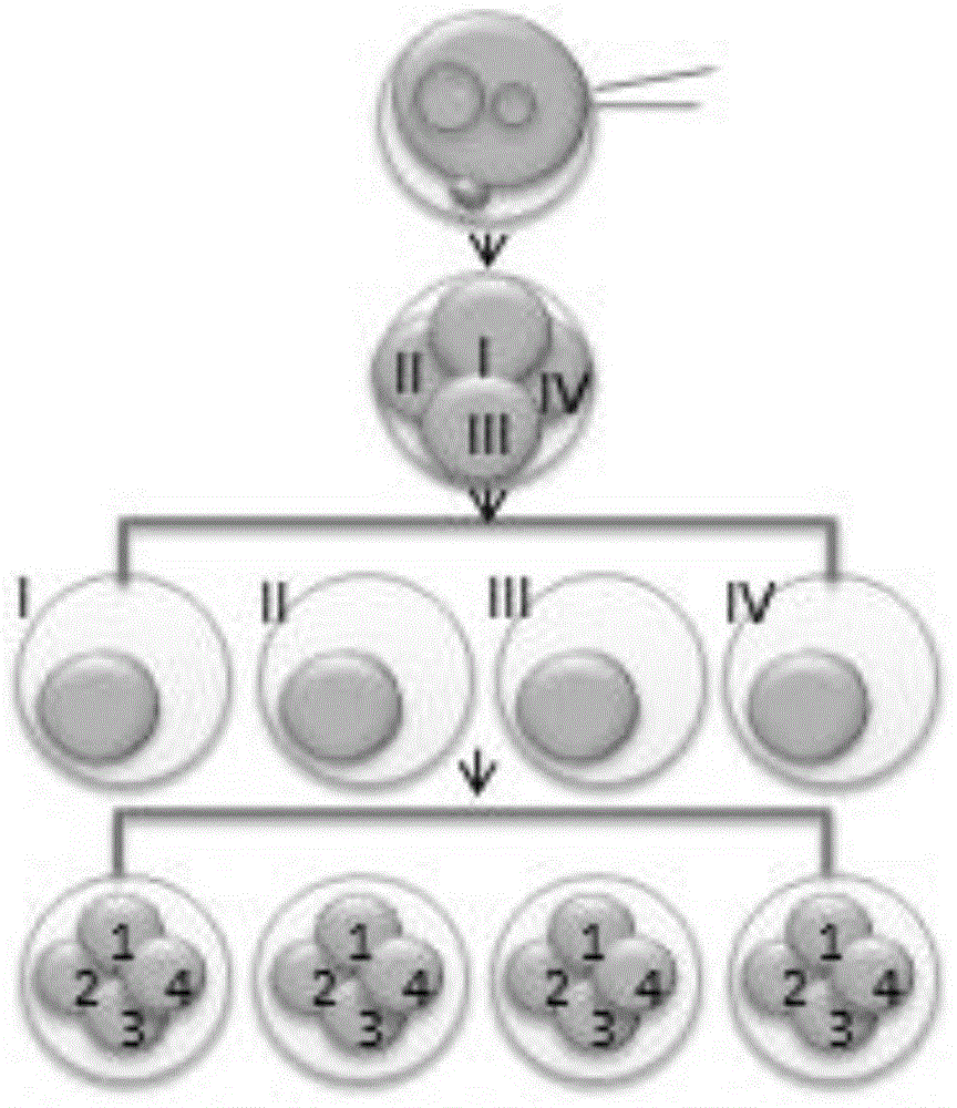 Method and culture medium for cultivating transgenic animal embryo cells or transgenic animals