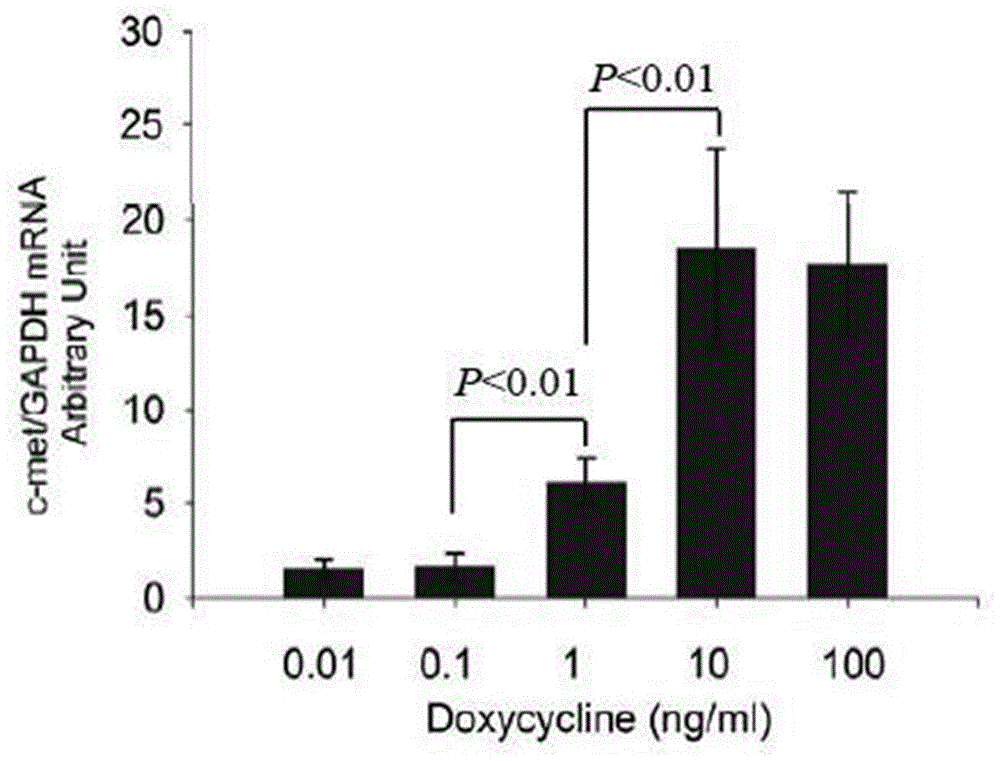 Method for constructing rat bone mesenchymal stem cells (BMSCs) cell strain for expressing c-met protein through regulation of doxycycline