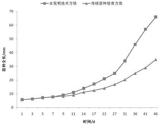 Rhinogobio ventralis offspring cultivation method