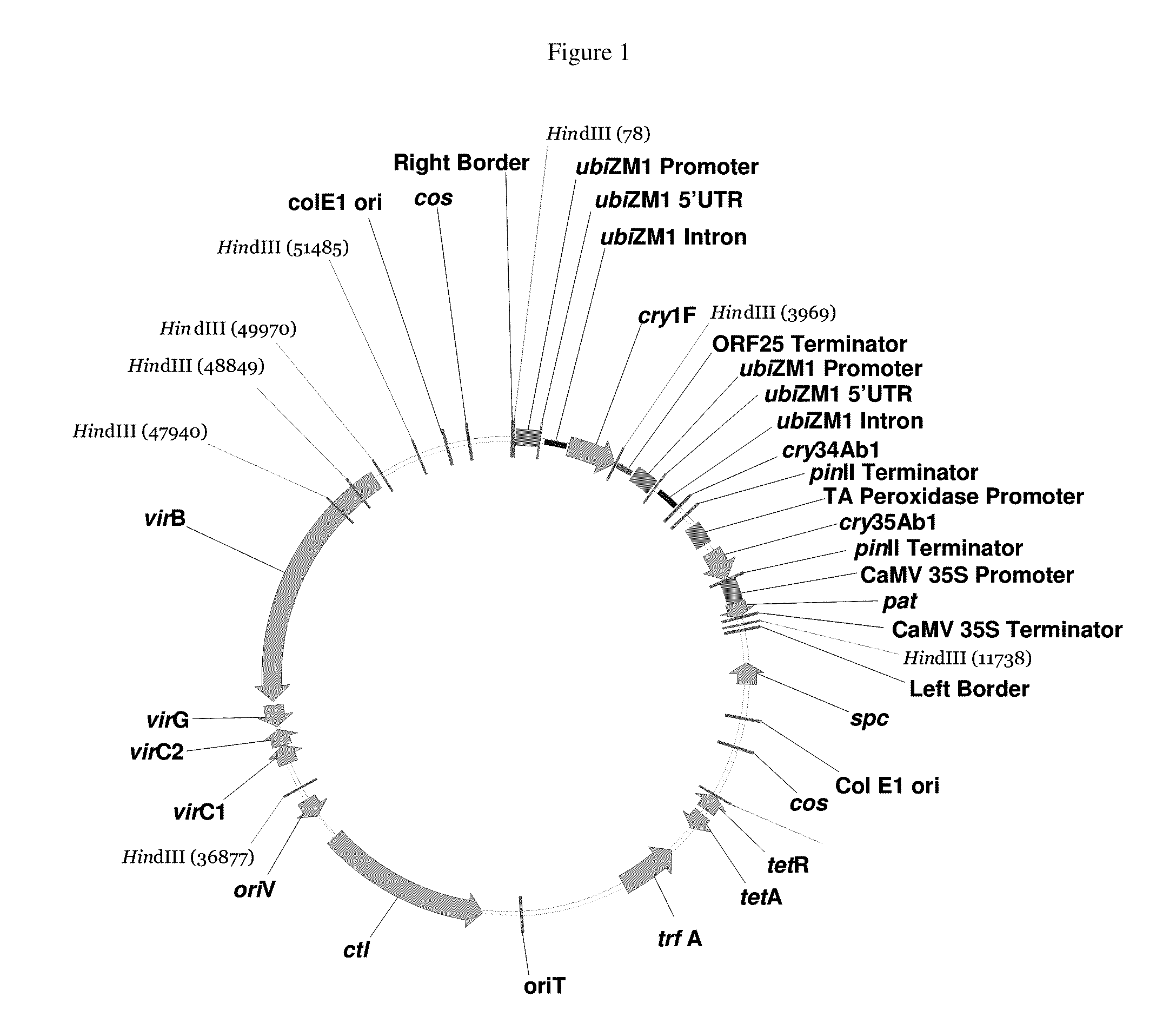 Maize event DP-004114-3 and methods for detection thereof
