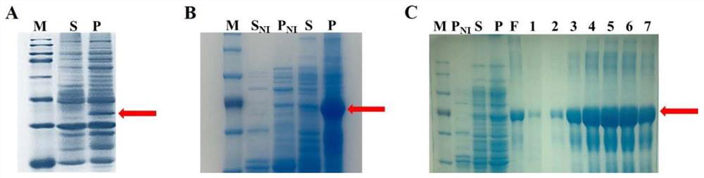 Paralichthys olivaceus male related Dmrt1 recombinant protein and application thereof