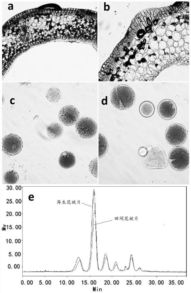 Flower color regulatory gene MaGT, its application and method for quickly verifying its function
