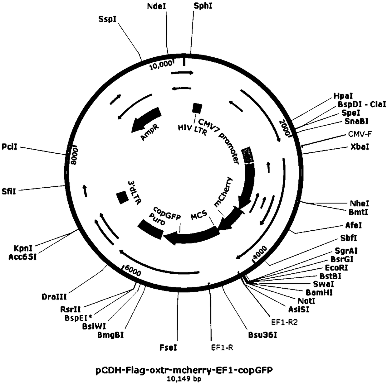Construction method of human astrocytes stably expressing OXTR (oxytocin receptors)