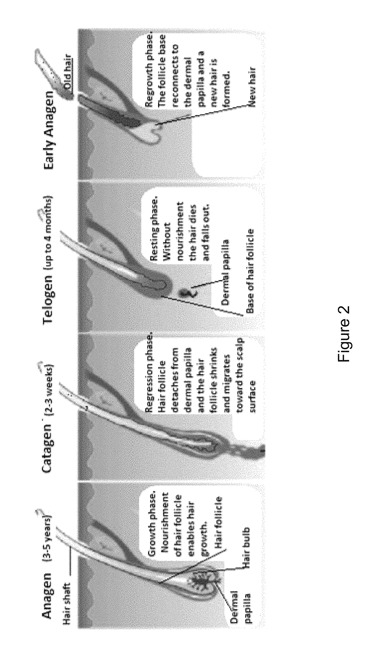 Hair loss prevention and restoration solution