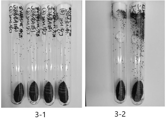 Method for preventing and controlling hyphantria cunea by using trichomalopsis genalis