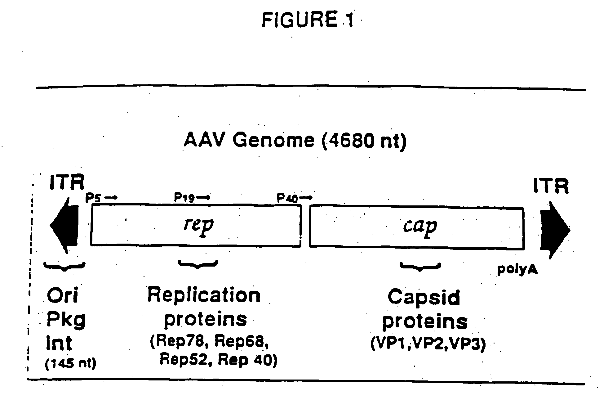 Adeno-associated virus materials and methods