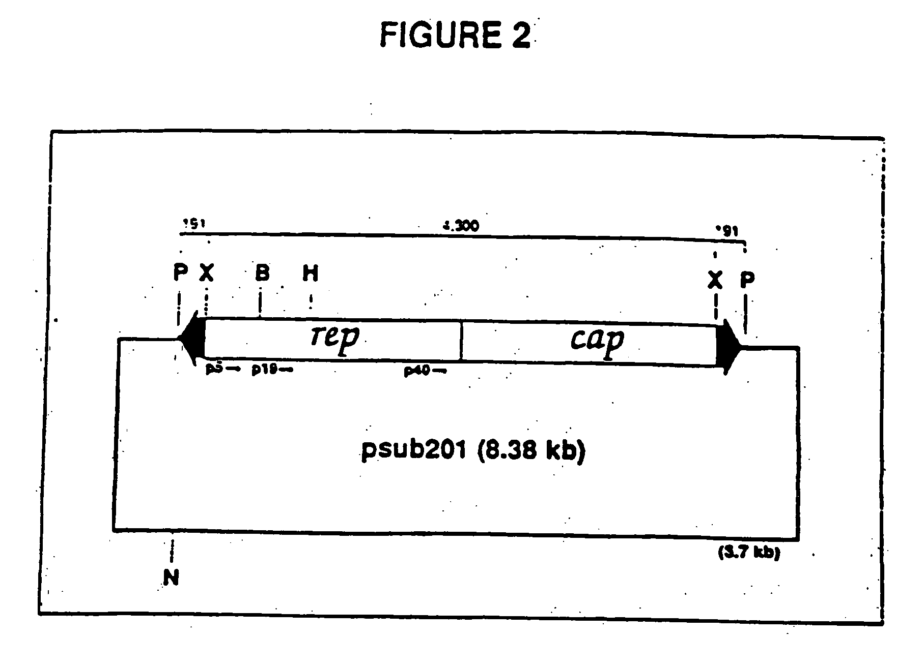 Adeno-associated virus materials and methods