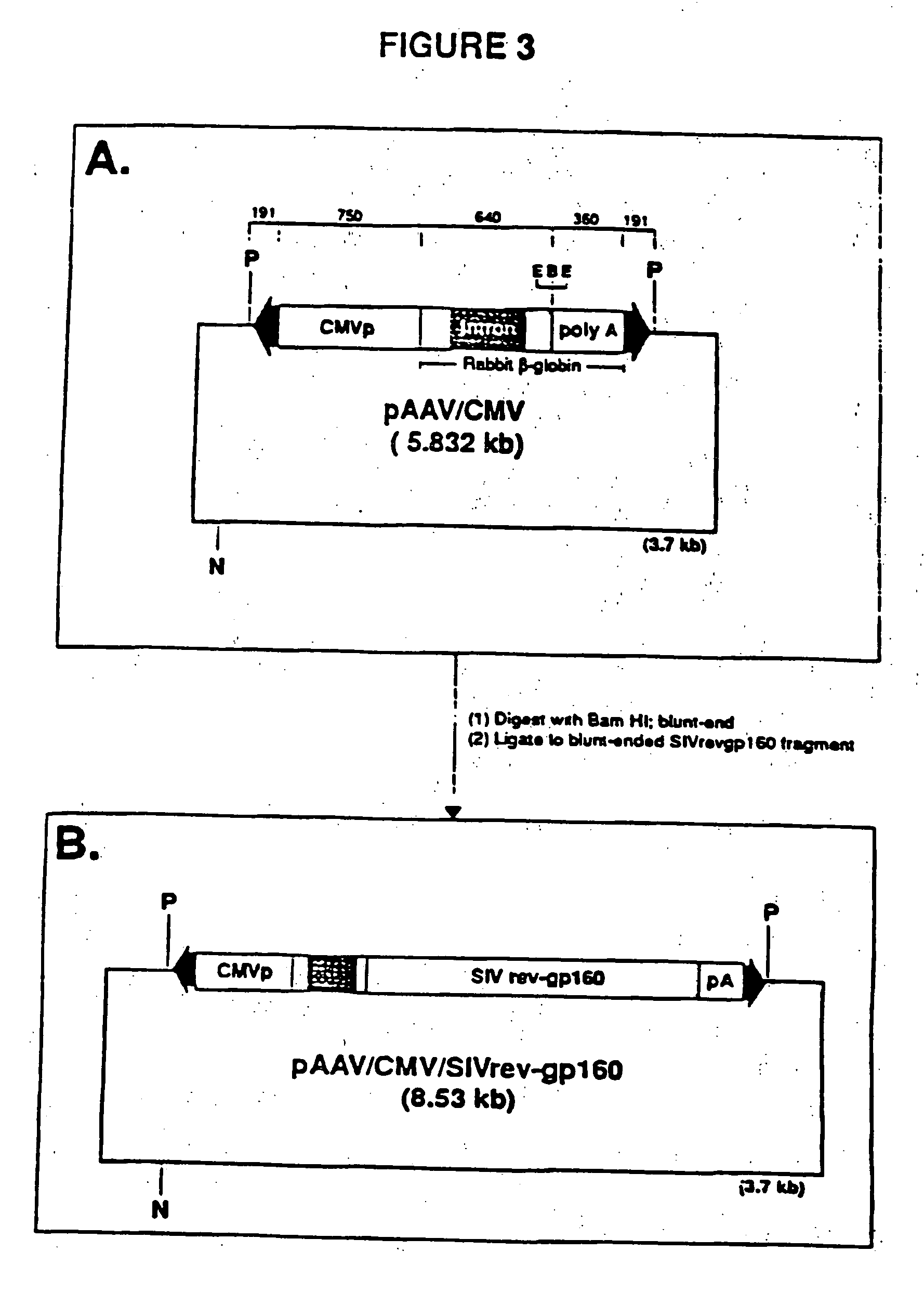 Adeno-associated virus materials and methods