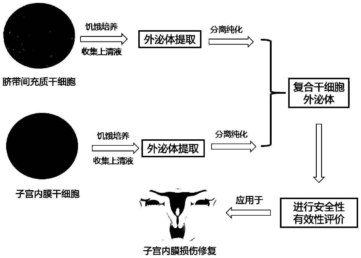 Preparation method and application of stem cell composite exosome