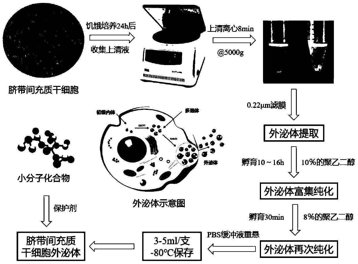 Preparation method and application of stem cell composite exosome