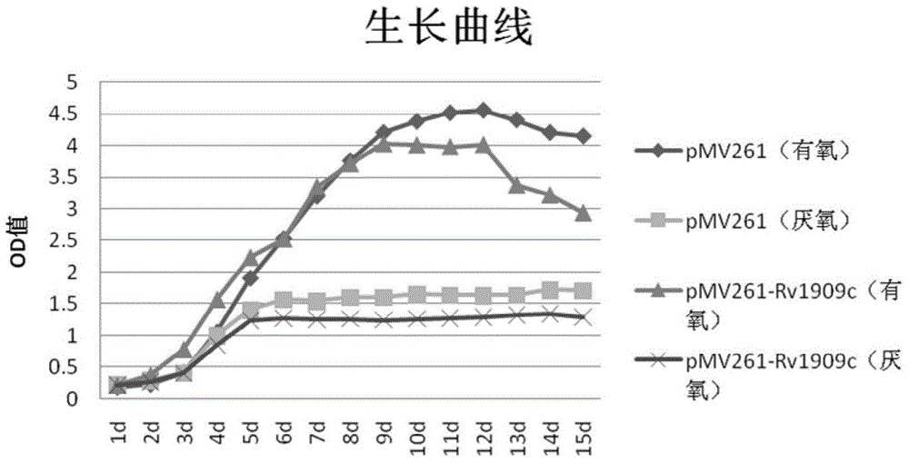 Application of Mycobacterium tuberculosis Rv1909c gene to preparation of medicaments for treating latent infection of Mycobacterium tuberculosis