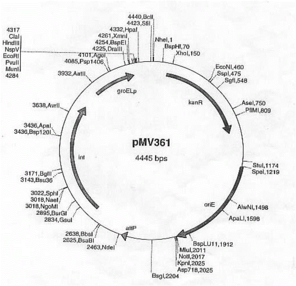 Application of Mycobacterium tuberculosis Rv1909c gene to preparation of medicaments for treating latent infection of Mycobacterium tuberculosis