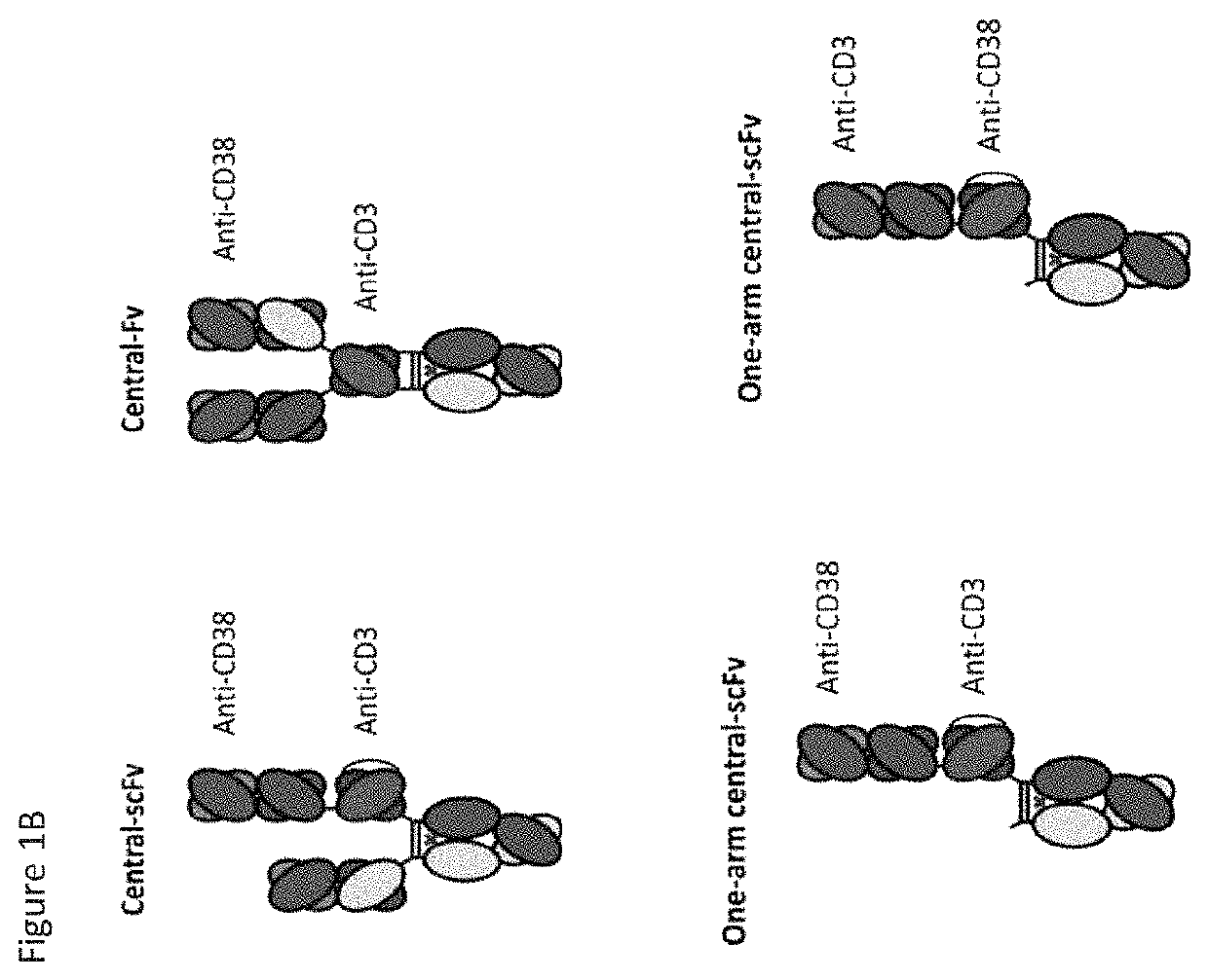 Heterodimeric antibodies that bind CD3 and CD38