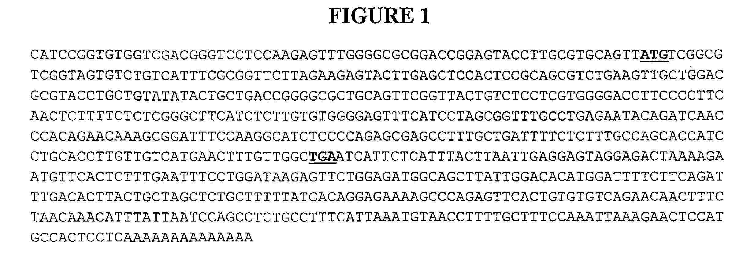 Compositions and methods for the treatment of immune related diseases