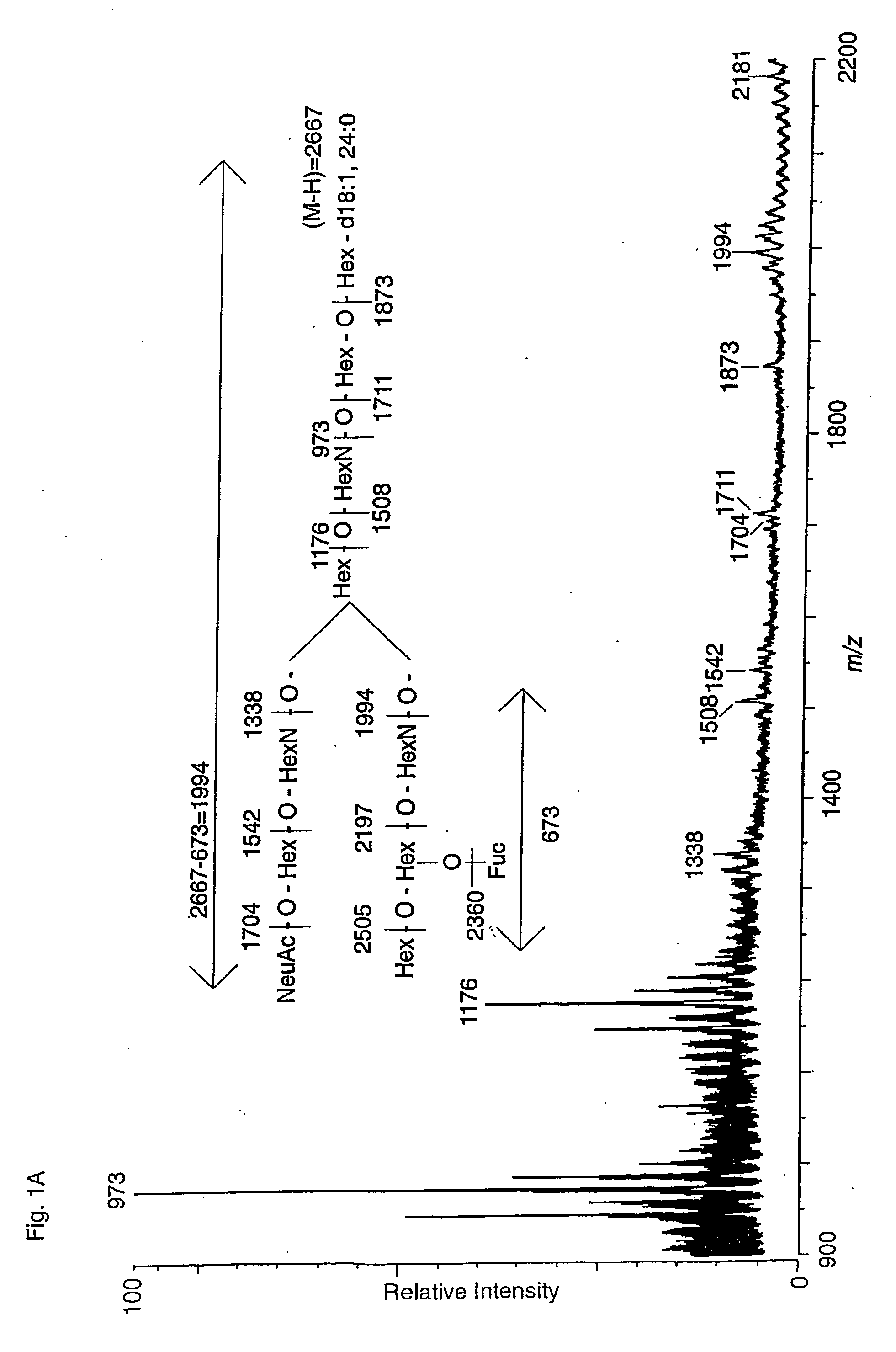 High affinity receptors for helicobacter pylori and use thereof
