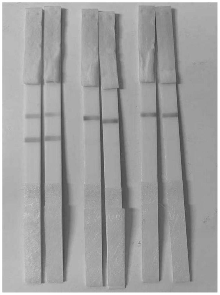 Novel coronavirus neutralizing antibody qualitative detection kit based on colloidal gold double-antibody sandwich method