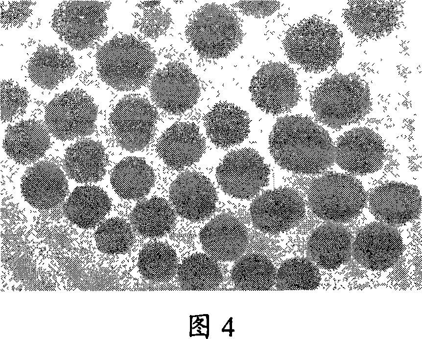Method for preparing particle diameter homogeneous polysilicon oxide microsphere with active group