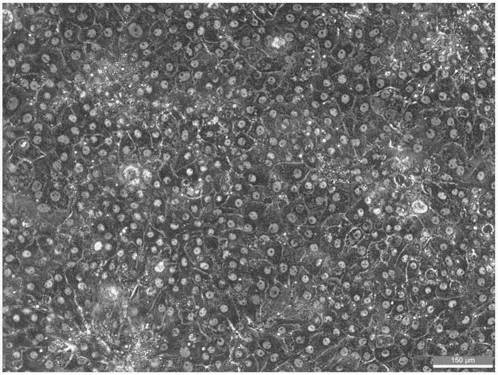 Method of establishing hepatitis B virus infection cell model by using porcine primary hepatocyte and hNTCP recombinant lentivirus
