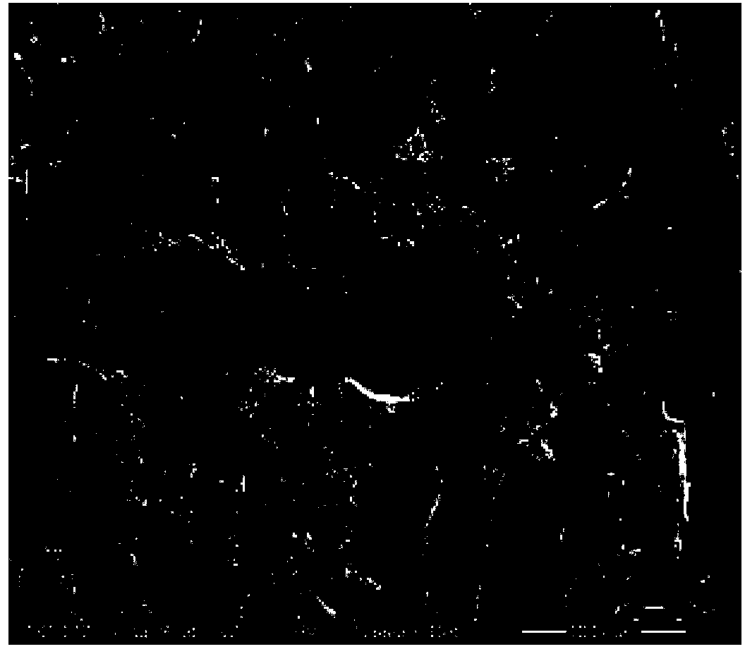 Wood-base photochromic composite preparation method