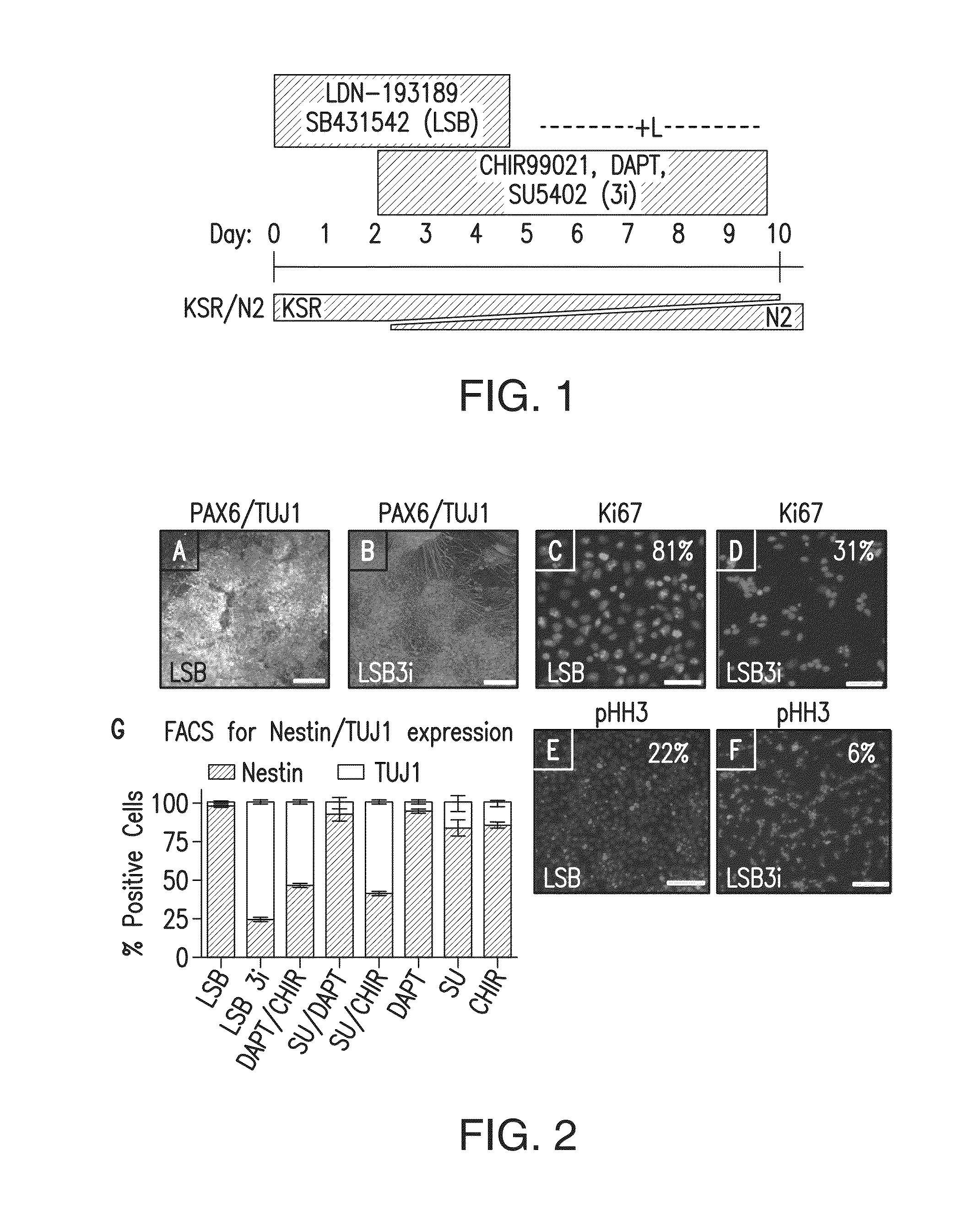 Method of nociceptor differentiation of human embryonic stem cells and uses thereof