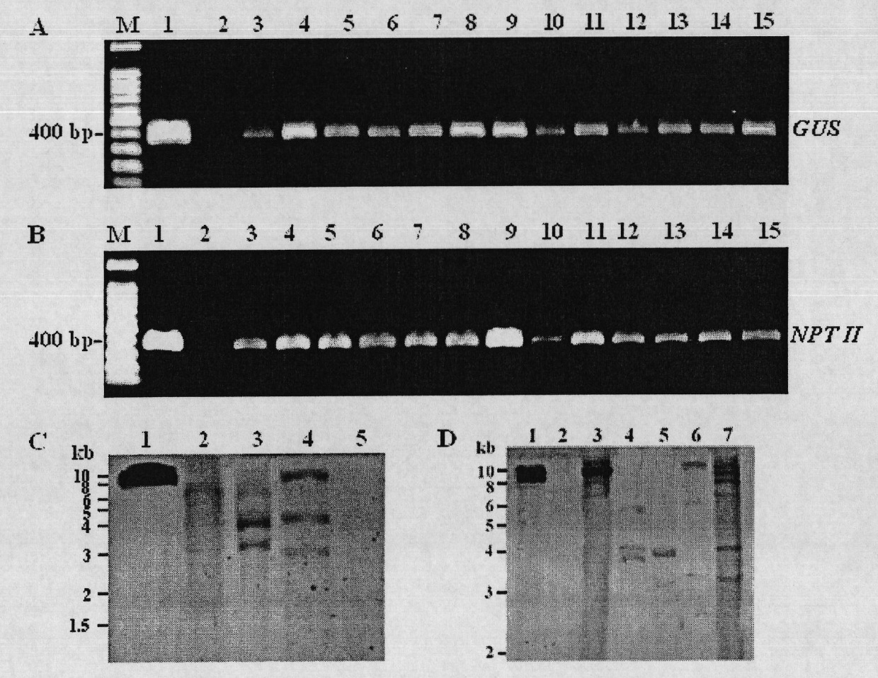Agrobacterium-mediated jatropha curcas gene transformation method