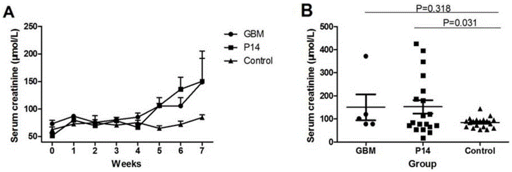 Antigen polypeptide and application of anti-GBM nephritis model built from same