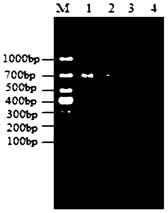 A kind of primer and method for detecting Enterobacter cloacae O12 type