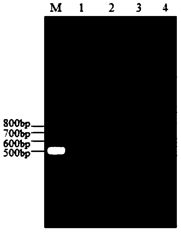 A kind of primer and method for detecting Enterobacter cloacae O12 type