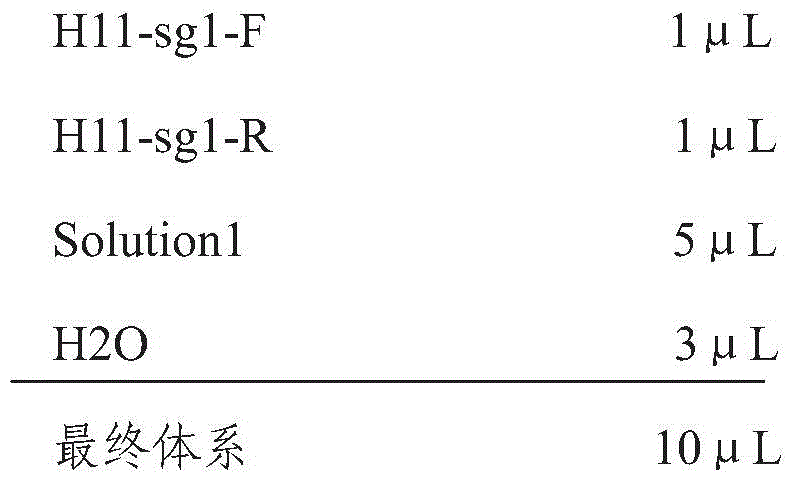 The sgRNA that specifically recognizes porcine h11 locus and its coding dna and application