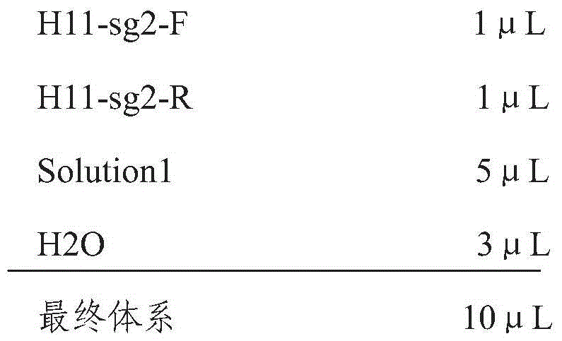 The sgRNA that specifically recognizes porcine h11 locus and its coding dna and application