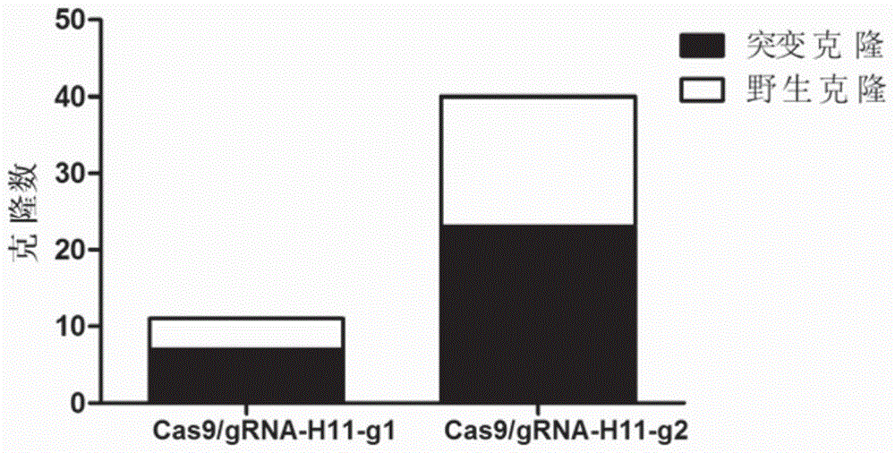 The sgRNA that specifically recognizes porcine h11 locus and its coding dna and application