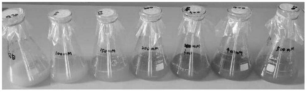 A method for preparing nano-red element selenium by endophytic Helix spirulina of tea tree