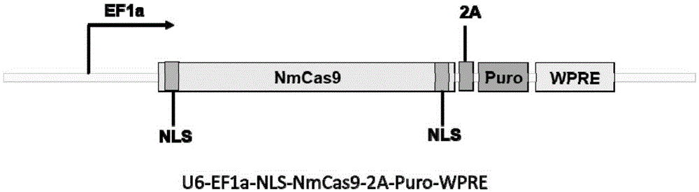 Human CXCR4 gene target sequence identified by neisseria meningitidis CRISPR-Cas9 system, sgRNA and application of target sequence and sgRNA