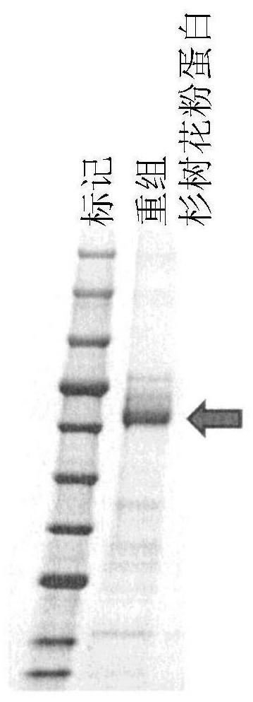 Novel Cedar Pollen Protein