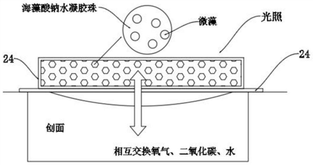 Wound repair dressing containing microalgae gel and method of use thereof