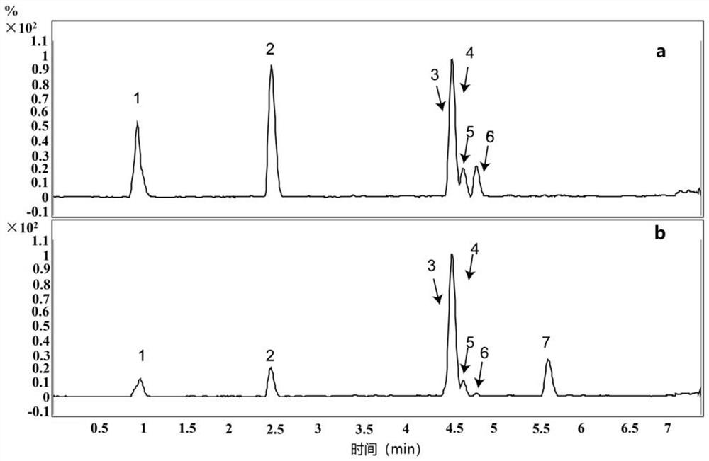 Application of semen plantaginis extract in preparation of medicine for treating myocardial hypertrophy