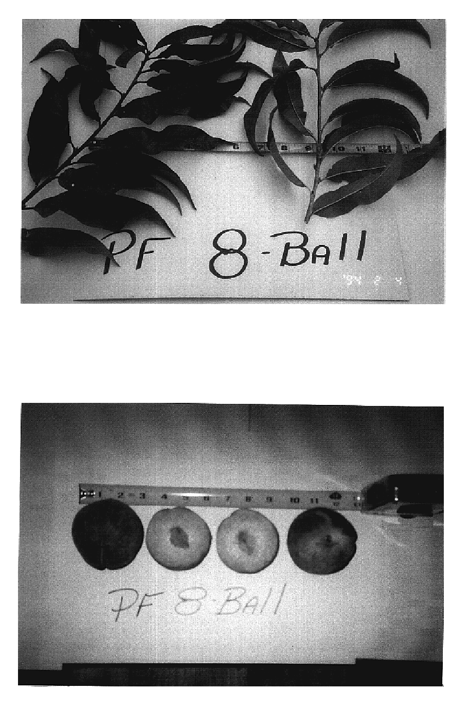 Peach tree named 'P.F. 8 Ball'