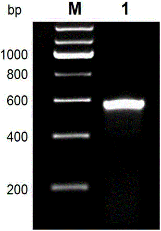Schistosoma japonicum katsurada recombinant protein SjSAPLP5 as well as encoding gene and application thereof