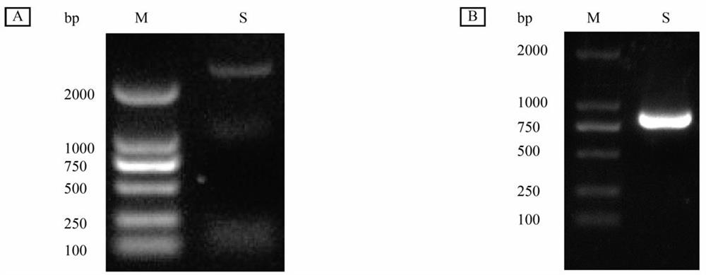 A kind of leech tyrosine sulfonate transferase gene and its application