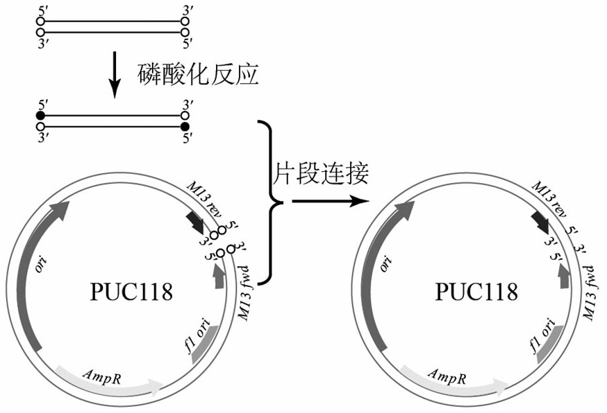 A kind of leech tyrosine sulfonate transferase gene and its application