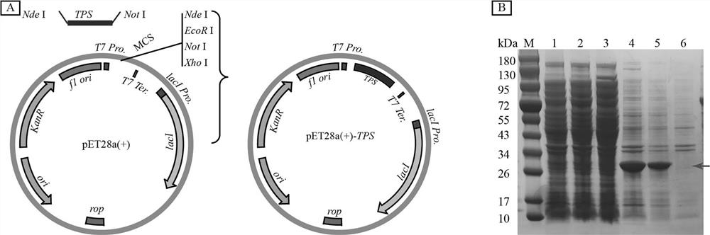 A kind of leech tyrosine sulfonate transferase gene and its application