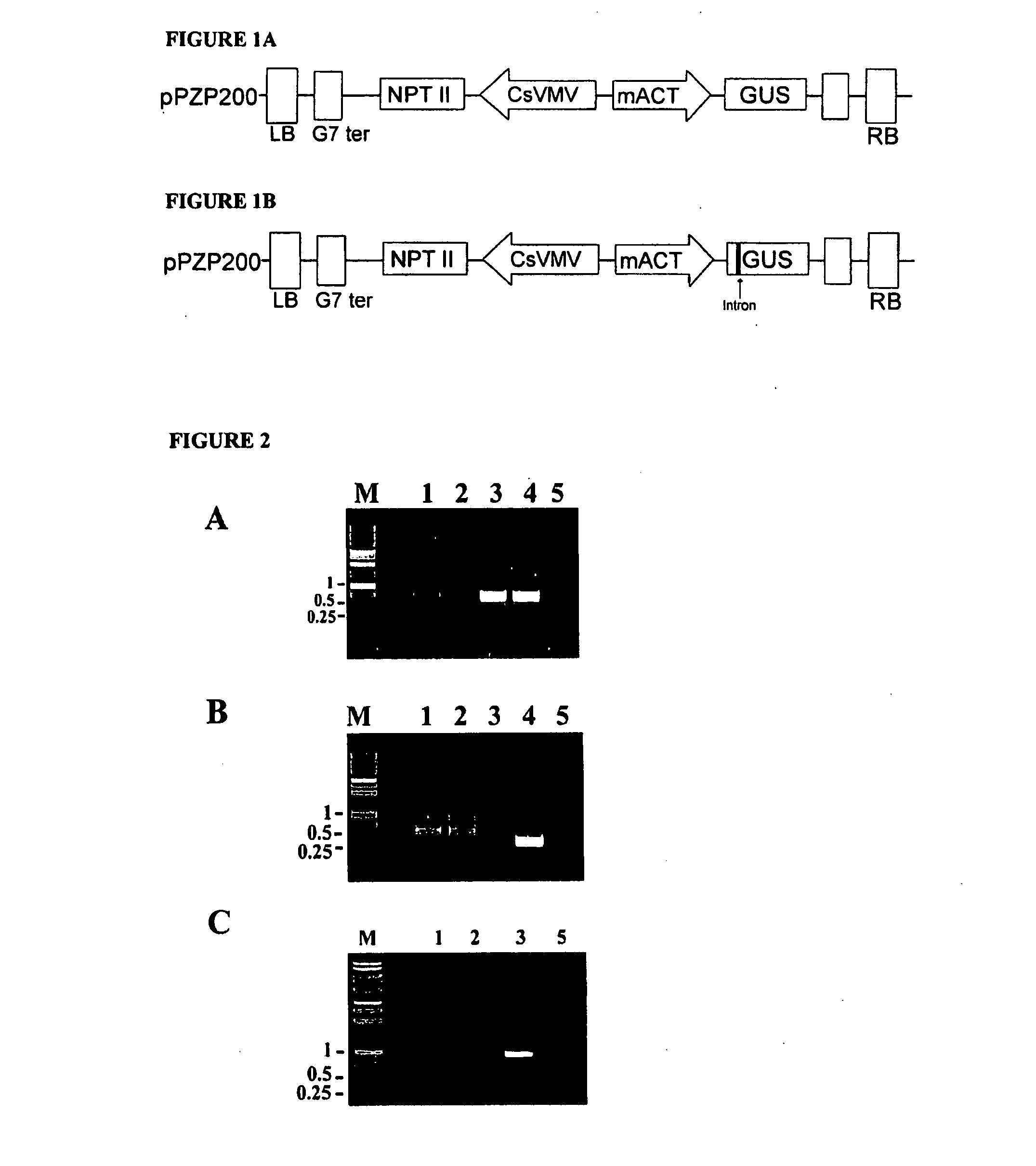 Taxus Transformation Transformed Cells, and Related Compositions and Methods