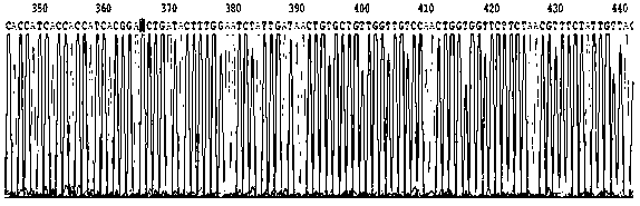 Improved broad-spectrum endonuclease and its industrial production method