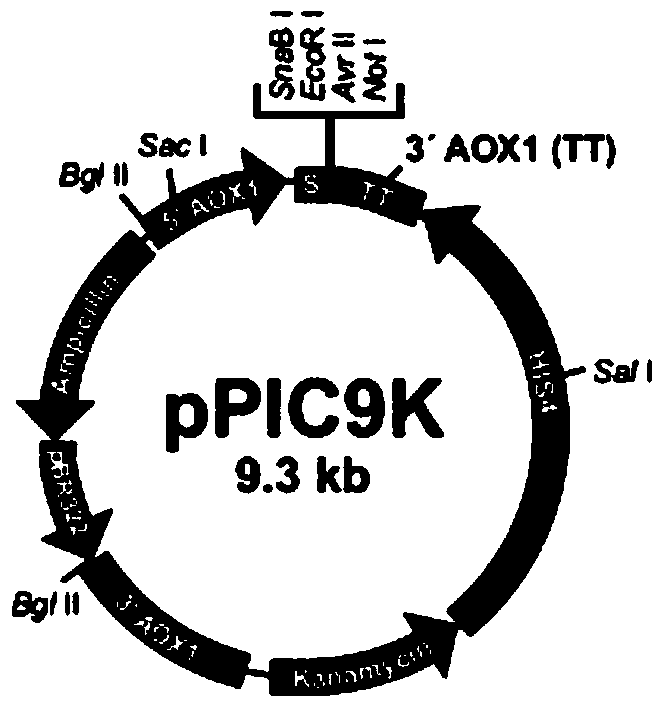 Improved broad-spectrum endonuclease and its industrial production method