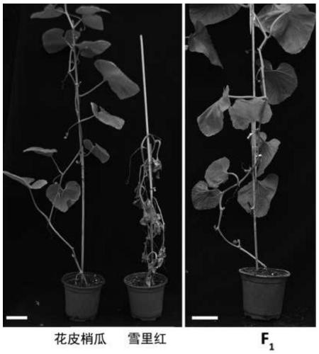 Two molecular markers for identifying vine blight resistance of muskmelons on basis of anti-vine blight linkage gene development and application of two molecular markers