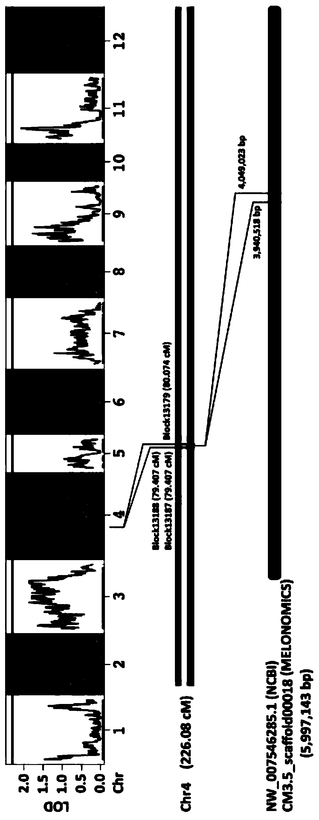 Two molecular markers for identifying vine blight resistance of muskmelons on basis of anti-vine blight linkage gene development and application of two molecular markers